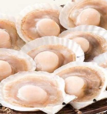 冷凍片貝ホタテ